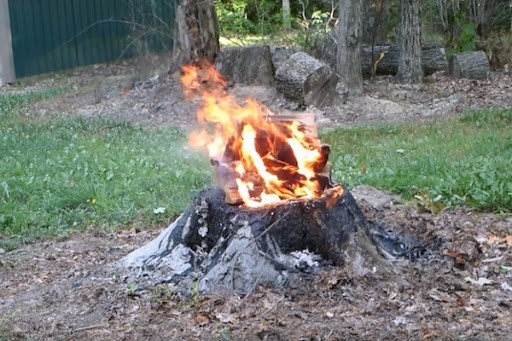 Burning palm tree stumps