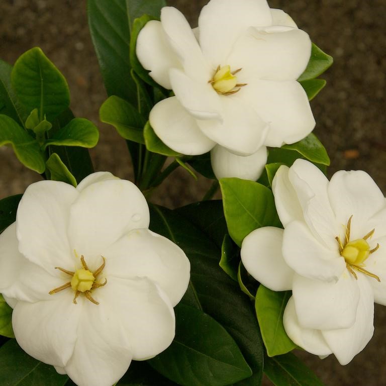 Buttons gardenia