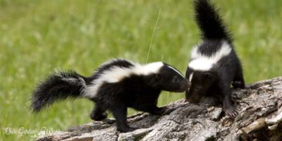 Can Skunks Climb? – How To Keep Them Away From Your Home