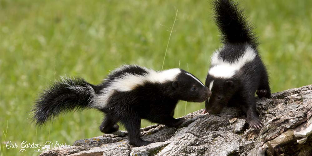 Can skunks climb - How to keep them away from your home