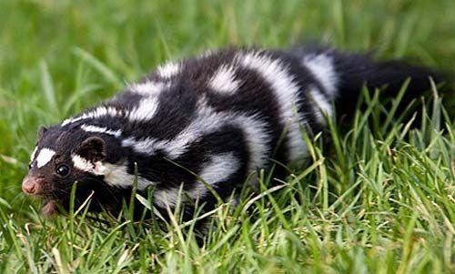 Eastern spotted skunk