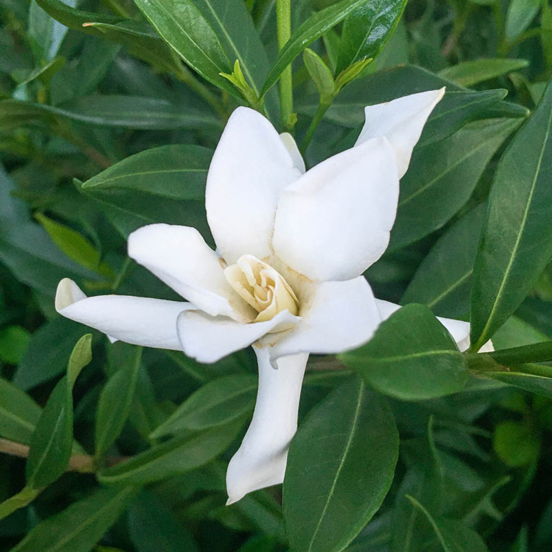 Frost proof gardenia