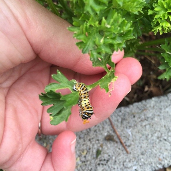 Hand-picking The Pests and Their Eggs