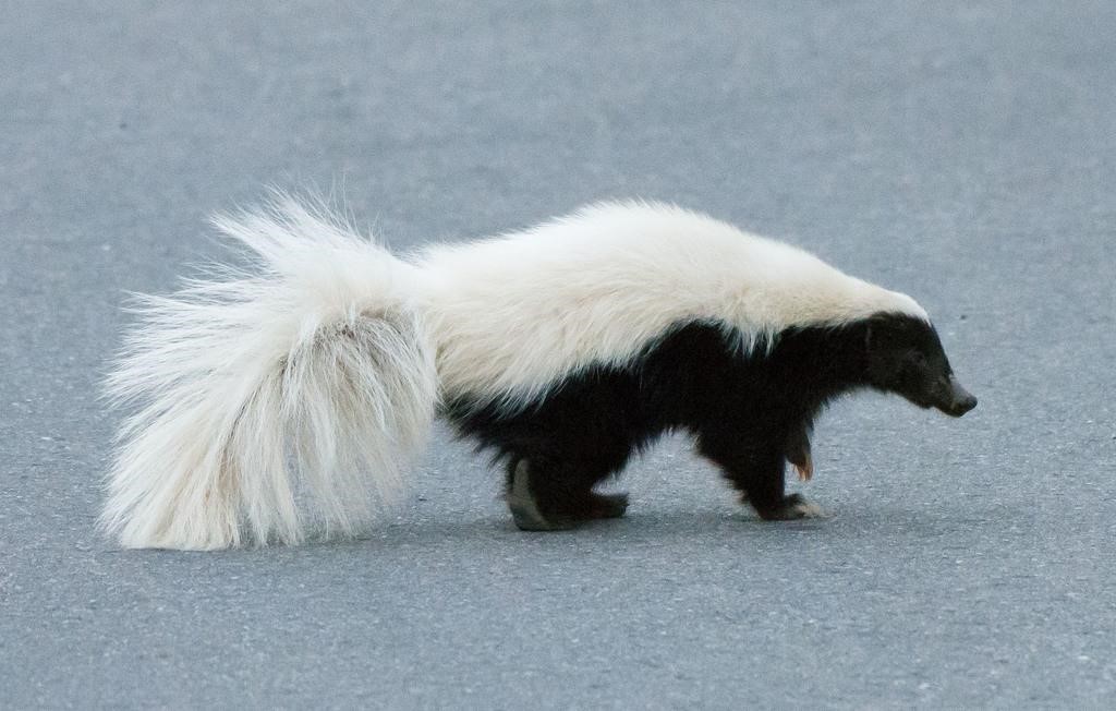 hooded skunk