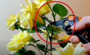 How To Deadhead Knockout Roses Why It S Important   How To Deadhead Knockout Roses With Multiple Roses On The Stem 300x182 