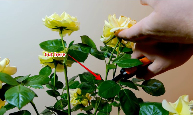 How to deadhead knockout roses with one rose on the stem