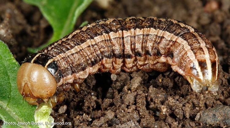 How to get rid of black worms: Cutworms
