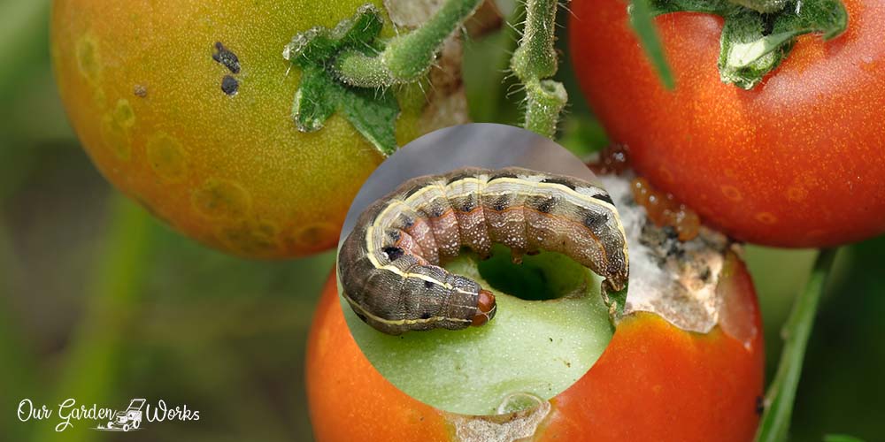 How to get rid of black worms in tomatoes