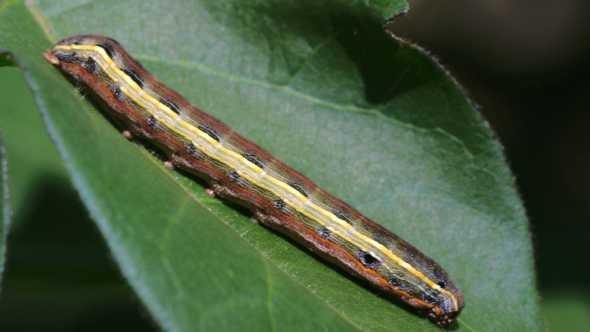 How to get rid of black worms: yellow-striped armyworms