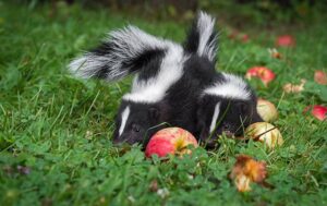 Can Skunks Climb? - How To Keep Them Away From Your Home