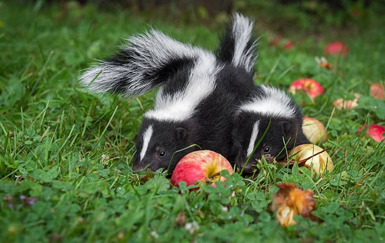 How to keep the skunks away from your house - ourgardenworks