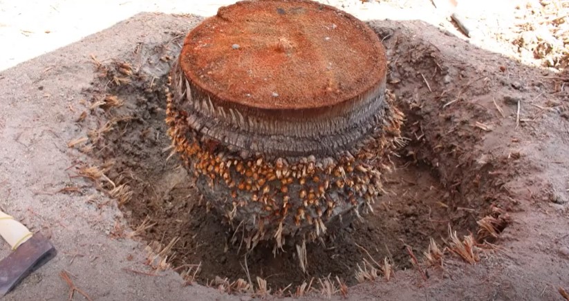 Palm Tree Stump Removal A HowTo Guide