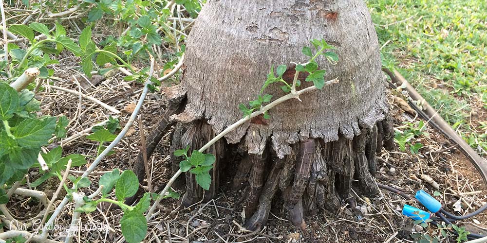 mexican palm tree root system