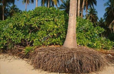 Palm tree roots 
