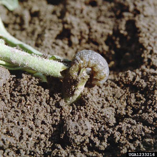 Plowing Overwintering Pests in The Soil