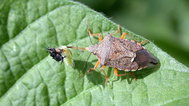 Propagating Helpful Predators