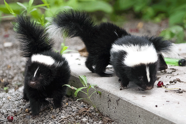 Can Skunks Climb? How To Keep Them Away From Your Home