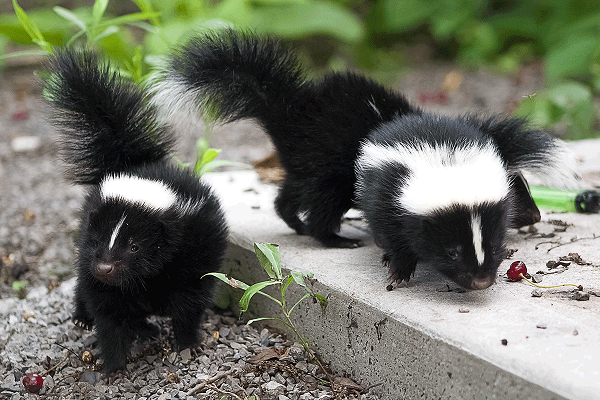 Can Skunks Climb How To Keep Them Away From Your Home