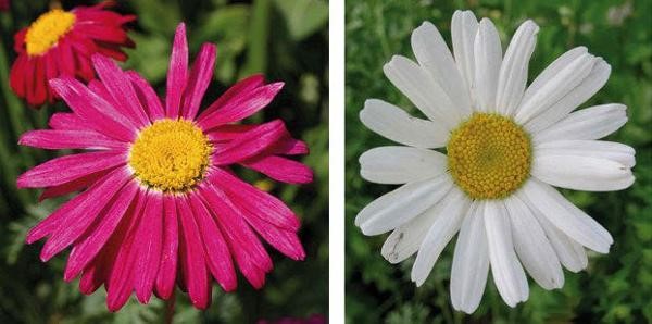 Tomato blight recipe: Chrysanthemum or Pyrethrin flower soak solution