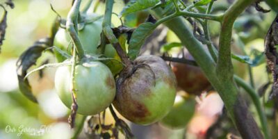 What Are The Best Tomato Blight Recipes? (9 Best Recipes Revealed)