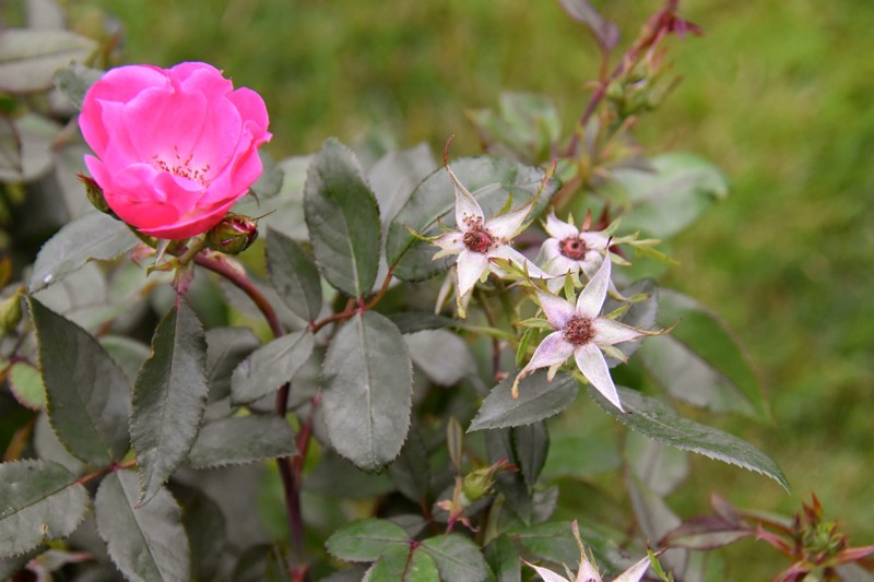 Why do you need to deadhead knockout roses