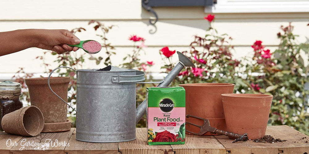 10 Best Rose Fertilizers in 2021