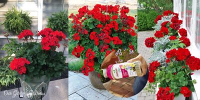 What Are The Best Fertilizers For Geraniums? – Reviews & Top Picks (2023)
