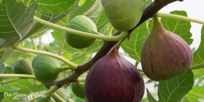 What Are The Best Fig Tree Fertilizers? – Reviews and Top Picks (2023)