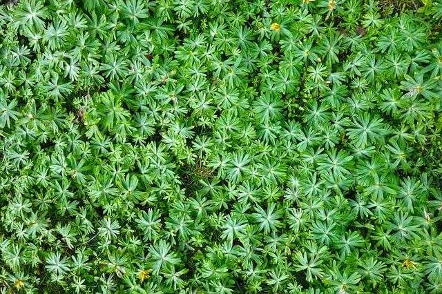 Cover plants as mulch