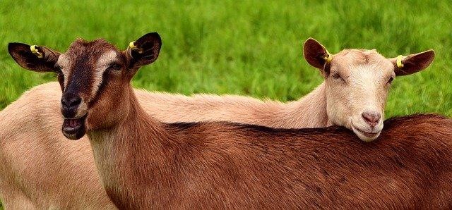 Goats can help gardeners control lawn weeds