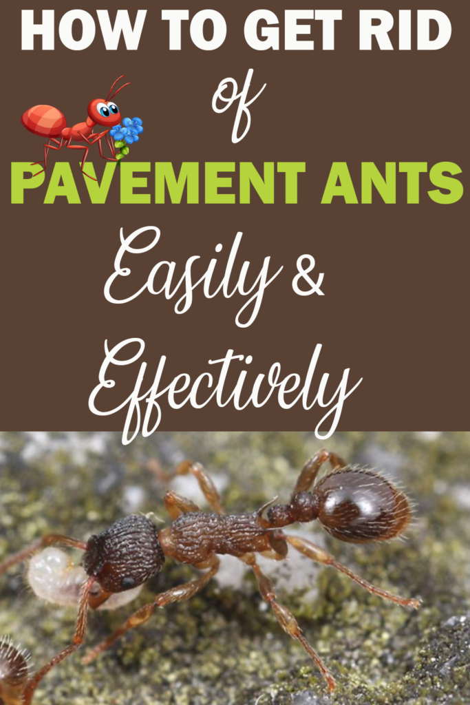 How to Get Rid of Pavement Ants Easily and Effectively? Pinterest share