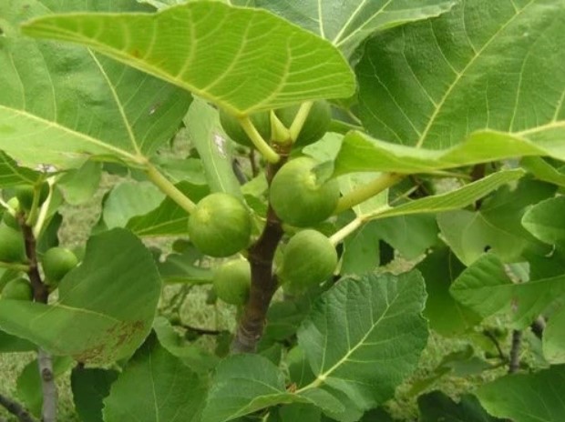 Kadota fig tree