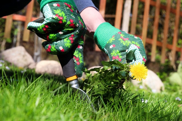 Pulling dandelions by hand