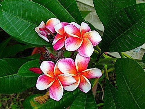 What You Need To Know About Plumeria