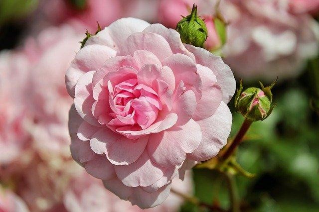 What You Need To Know About Roses?