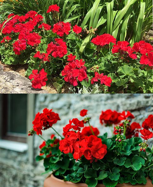 What You Need To Know About Geraniums?