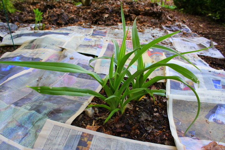Newspaper To control weeds