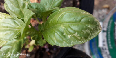 3 Possible Causes of White Spots On Basil Leaves & How To Treat Them