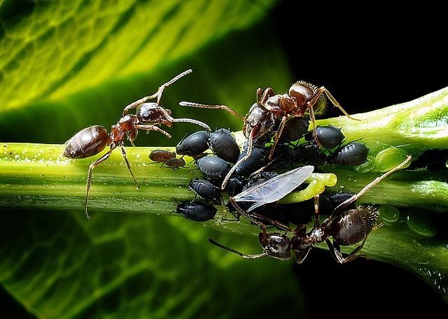 Ants feasting on an aphid