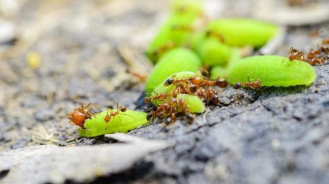 Ants feeding on worms