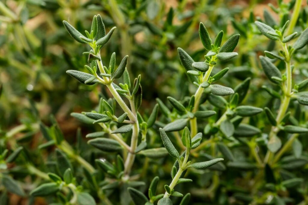 Ants hate Thyme