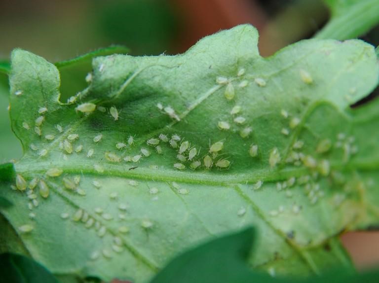 Aphids on leaves