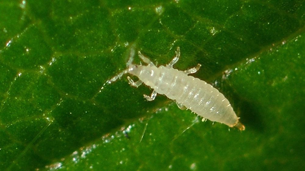 Close-up image of a larvae thrip