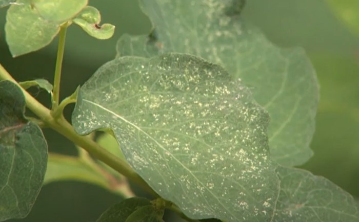 Feeding trails of leafhoppers