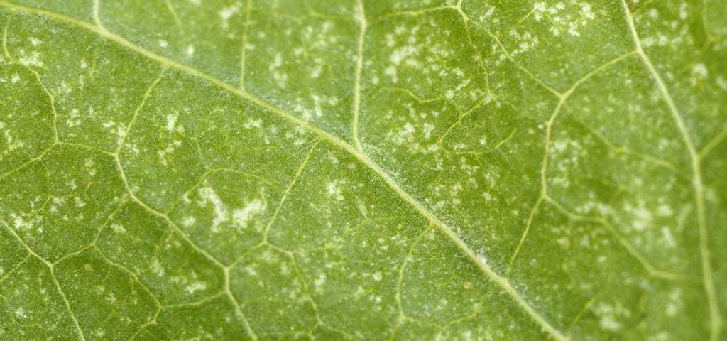  Feeding trails of spider mites