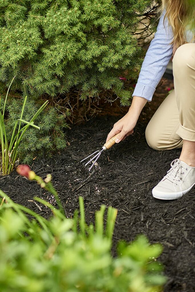 How to apply fertilizer on arborvitaes