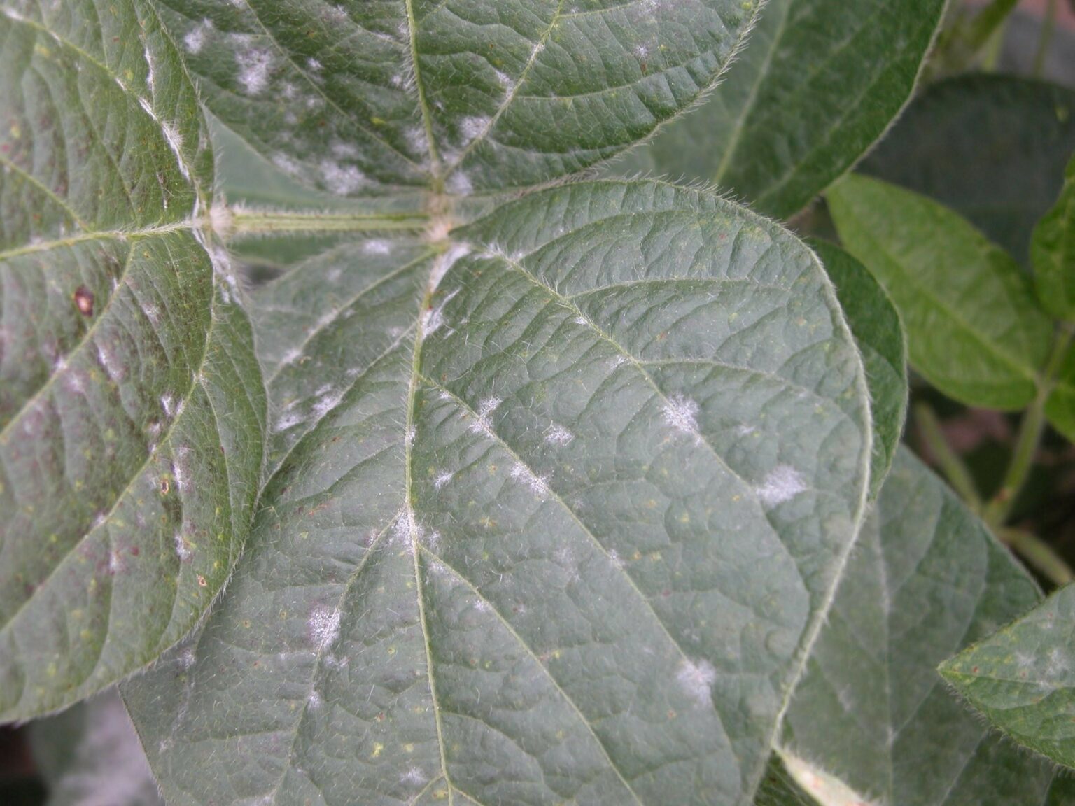 3 Possible Causes of White Spots On Basil Leaves [+ Treatment]