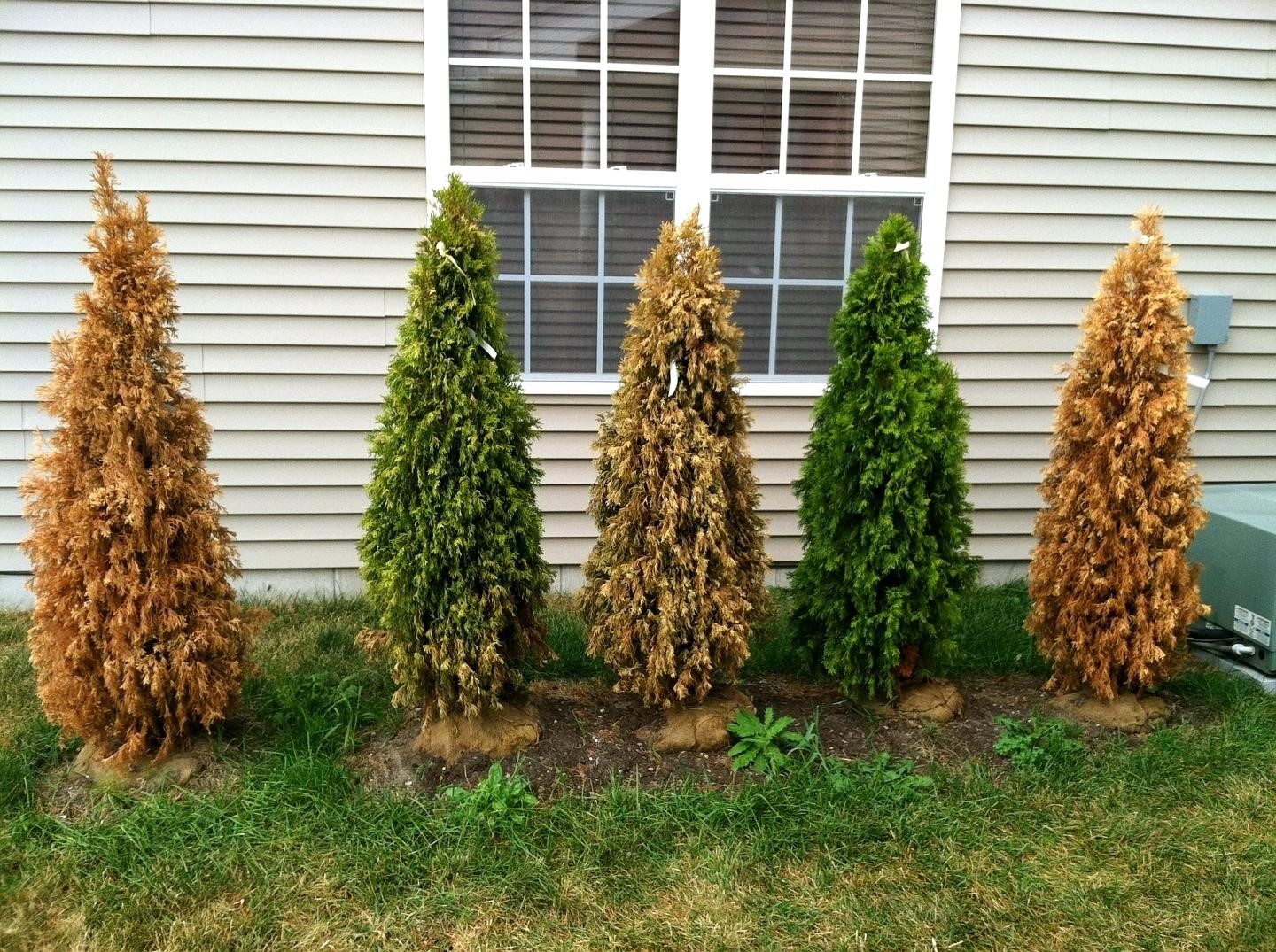 10 Best Fertilizers For Arborvitae Reviews & Tips in 2023