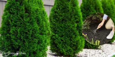 What Are The Best Fertilizers For Arborvitae? – Reviews in 2023