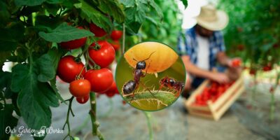 What Are The Effective Ways To Remove Ants On Tomato Plants?